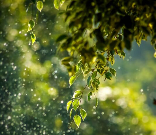 일과 삶의 균형을 찾는 ‘웰니스 문화’, 현대인의 새로운 라이프스타일 트렌드로 부상 selective focus photo of green vine