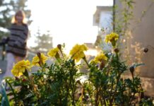 바쁜 일상 속 스트레스, 관리하는 현명한 습관이 필요하다 a woman walking down a street past a bunch of flowers