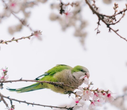 “마음 건강을 지키는 일상 루틴, 작은 변화를 시작하세요” A green parrot eats flowers on a blooming tree